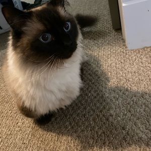 Meet your Posher, Faith